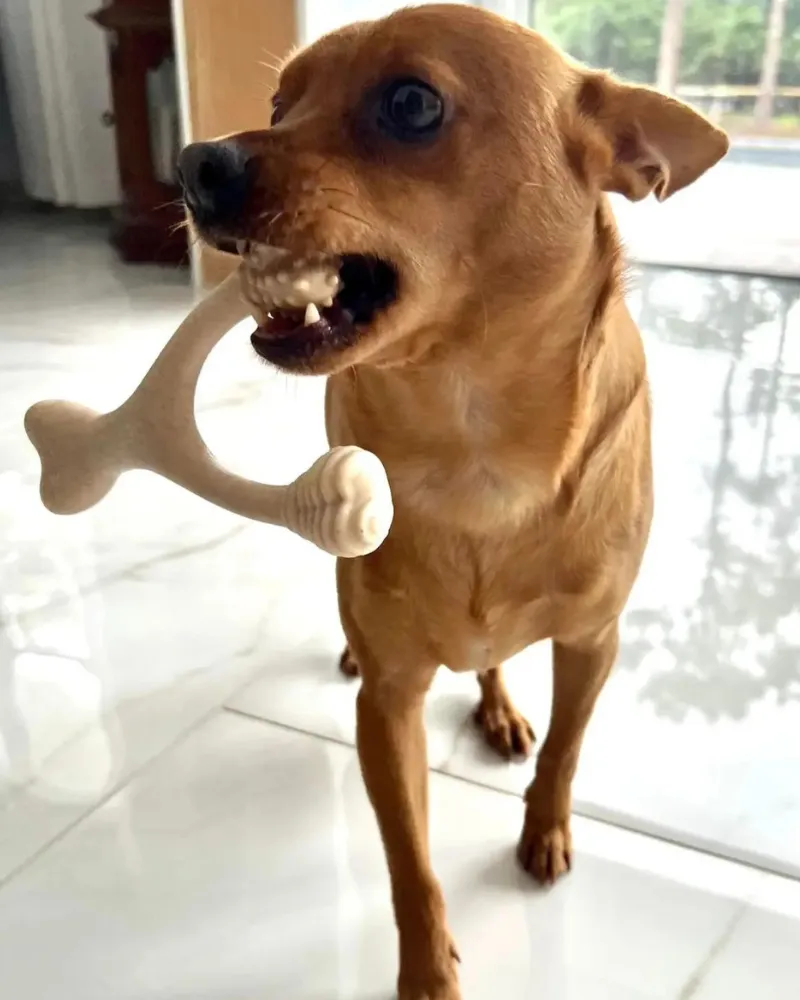 Natural Hypoallergenic Eco-Friendly Dog Chew Toy