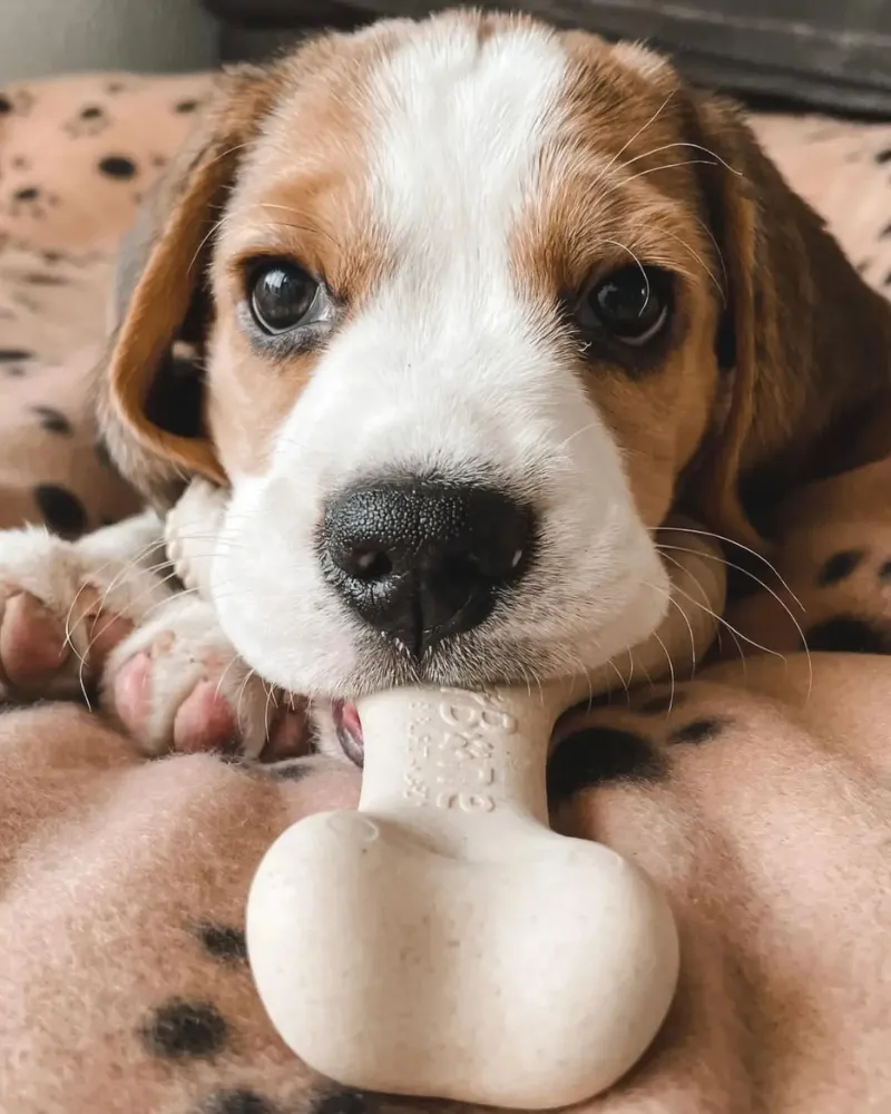 Natural Hypoallergenic Eco-Friendly Dog Chew Toy
